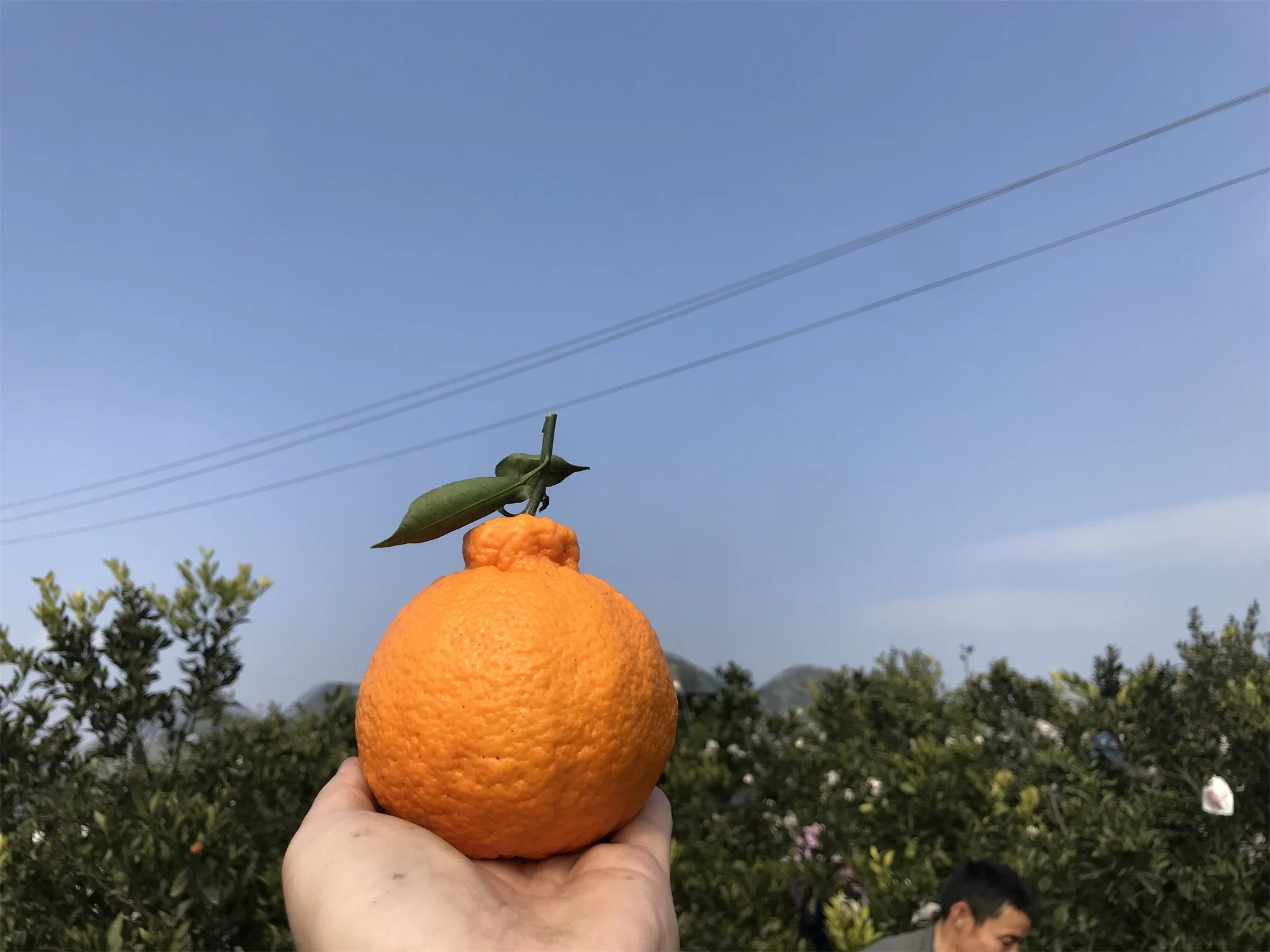 Wholesale Delicious Sweet Fresh Citrus Fruit Fresh Oranges Navel Orange For Sale