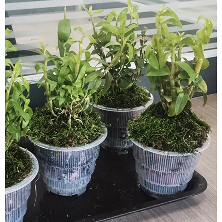 
Breathable resin plastic basin for Orchids with Holes Growing plants transparent container flowerpot 