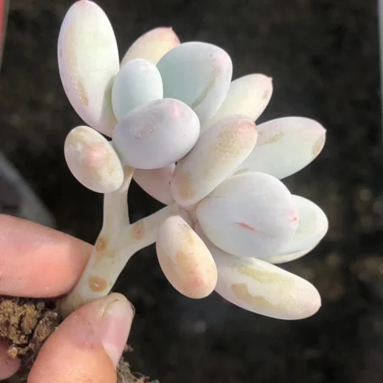 Indoor perennial nature product Succulent plant Pachyphytum spp.