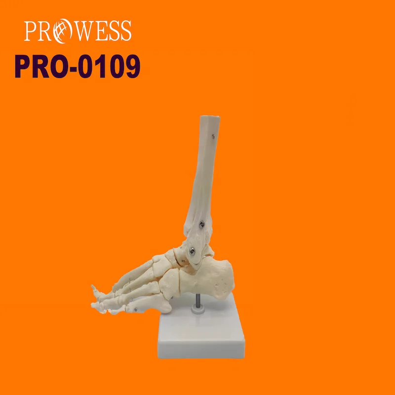 PRO-0109 Life-size Human Foot Joint skeleton Model Medical Anatomical for Medical Teaching