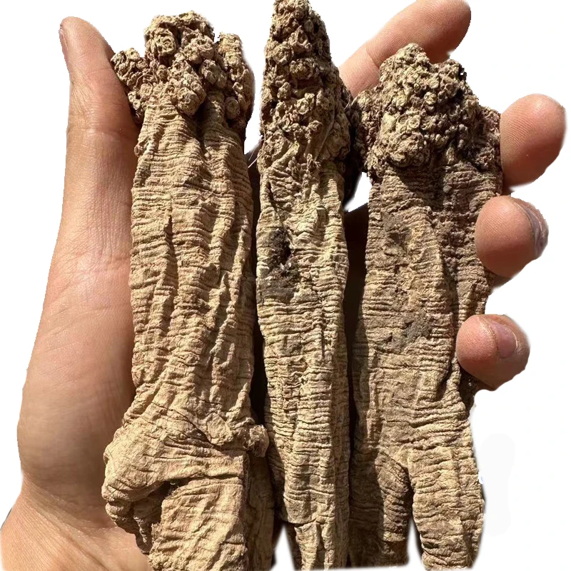 Gansu Zhongzai artificial Extra large codonopsisv Codonopsis pilosula dangshen Old codonopsis Keeping in good health