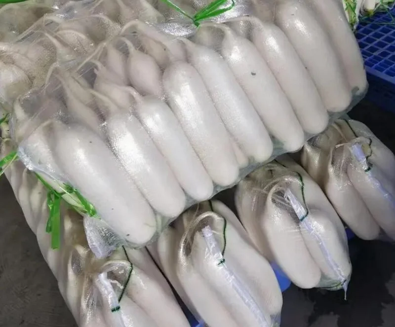 High quality vegetable fresh daikon radish