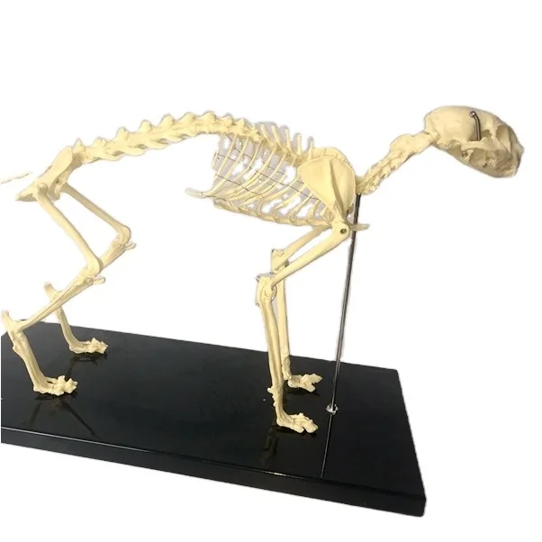 Large Dog For Medical Education Skeleton Model