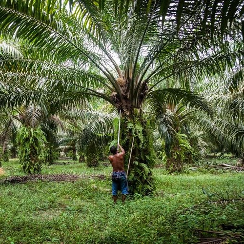 Недорогой натуральный олеин пальмы CP 10 низкоцветное растительное кулинарное масло 100%