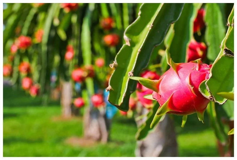 Manufacturer direct trichoderma harzianum selling powder downy mildew anthrax leaf mold gray spot