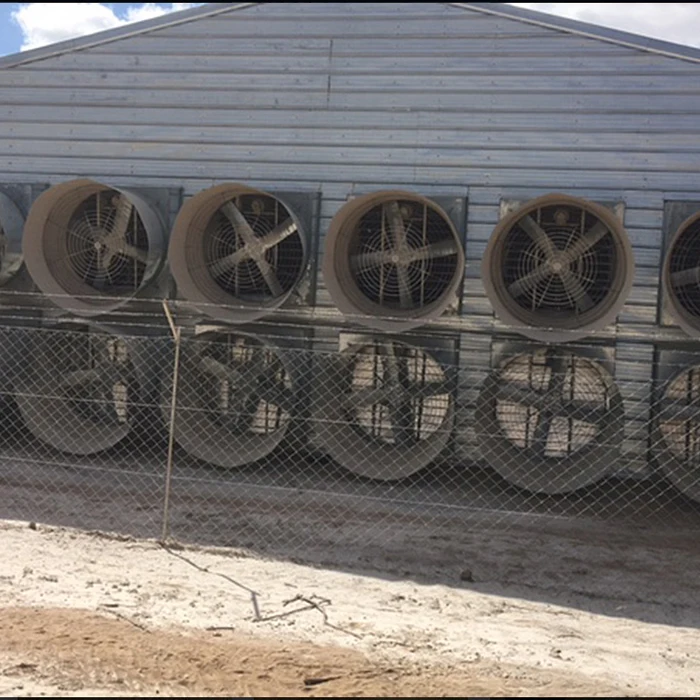 Inflatable Cow Bounce House Chicken Coop Hen Wooden