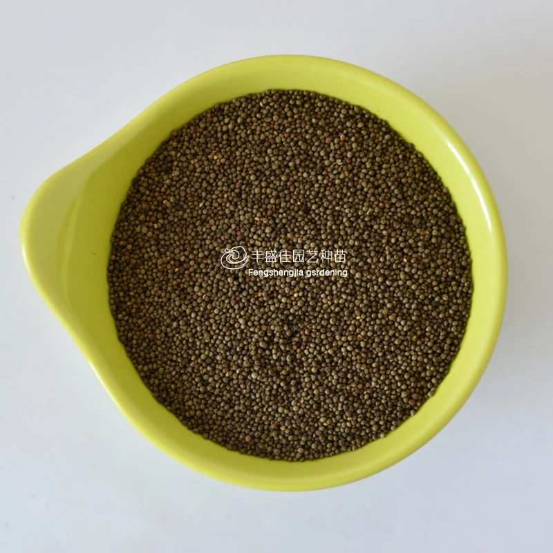 
2021 Perilla Fresh Perilla Seeds for Planting 
