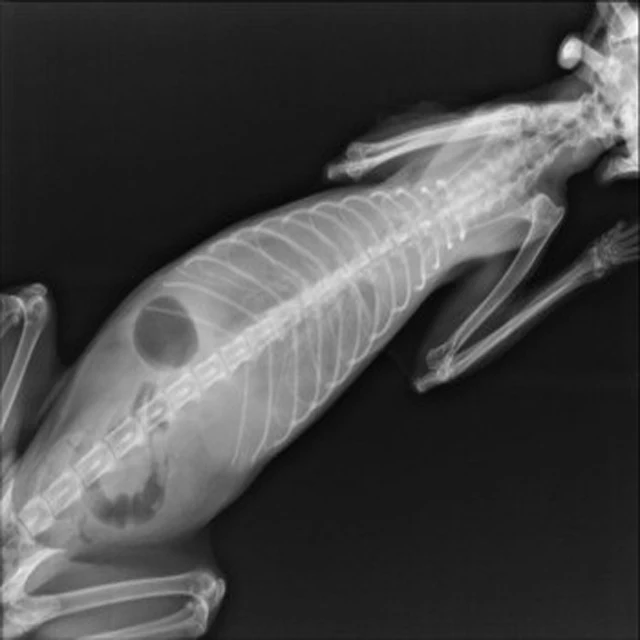 Konida medical dry film , agfa dt2b xray camera