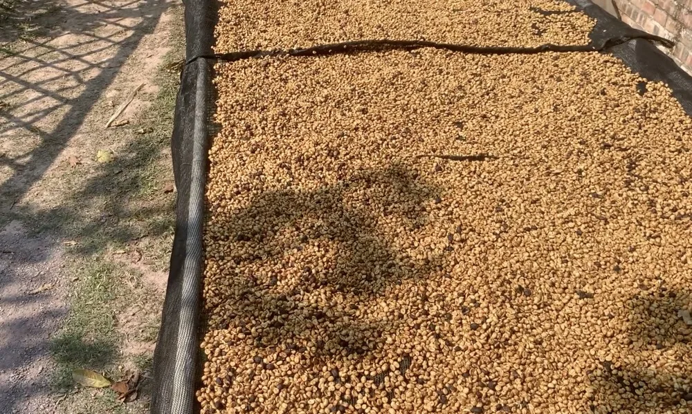 Недорогая зеленая кофейная зерна Arabica