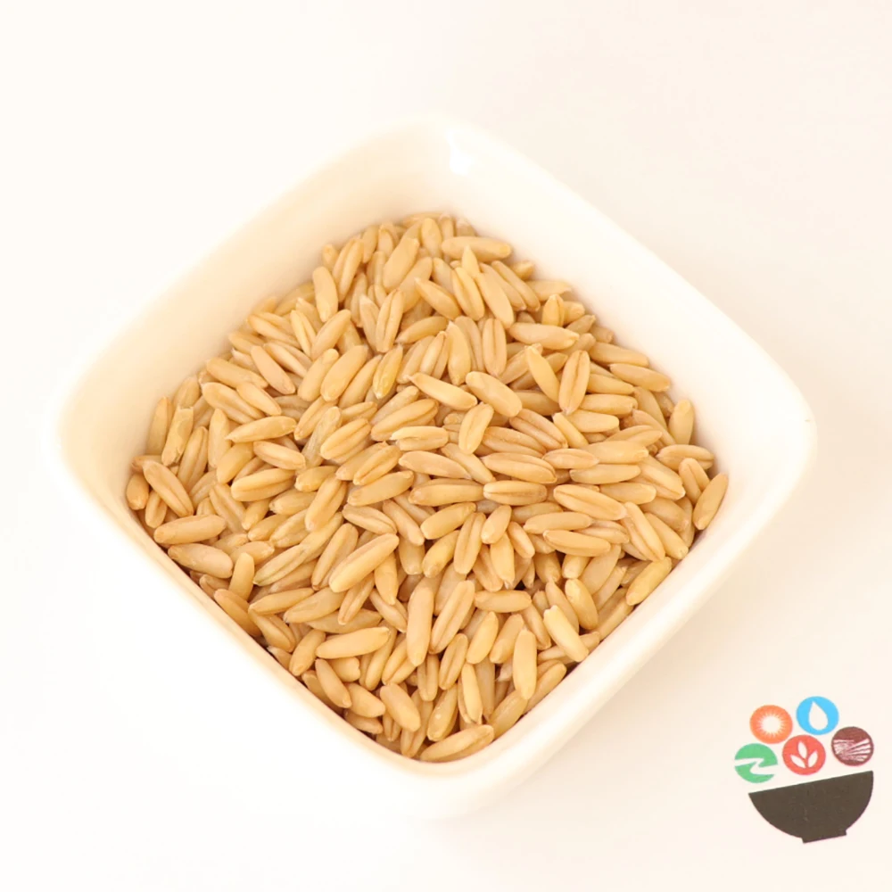 High Quality Oat Grain Hot Selling Original Flavar Bulk Unhulled Yellow Oats Seeds Sale