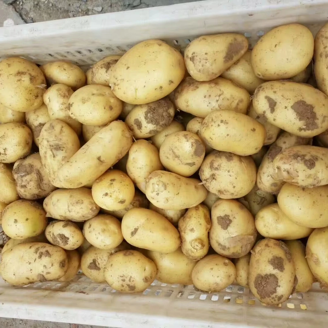 Buy Potato Import Fresh New Crop 2024 Potato China Wholesaler