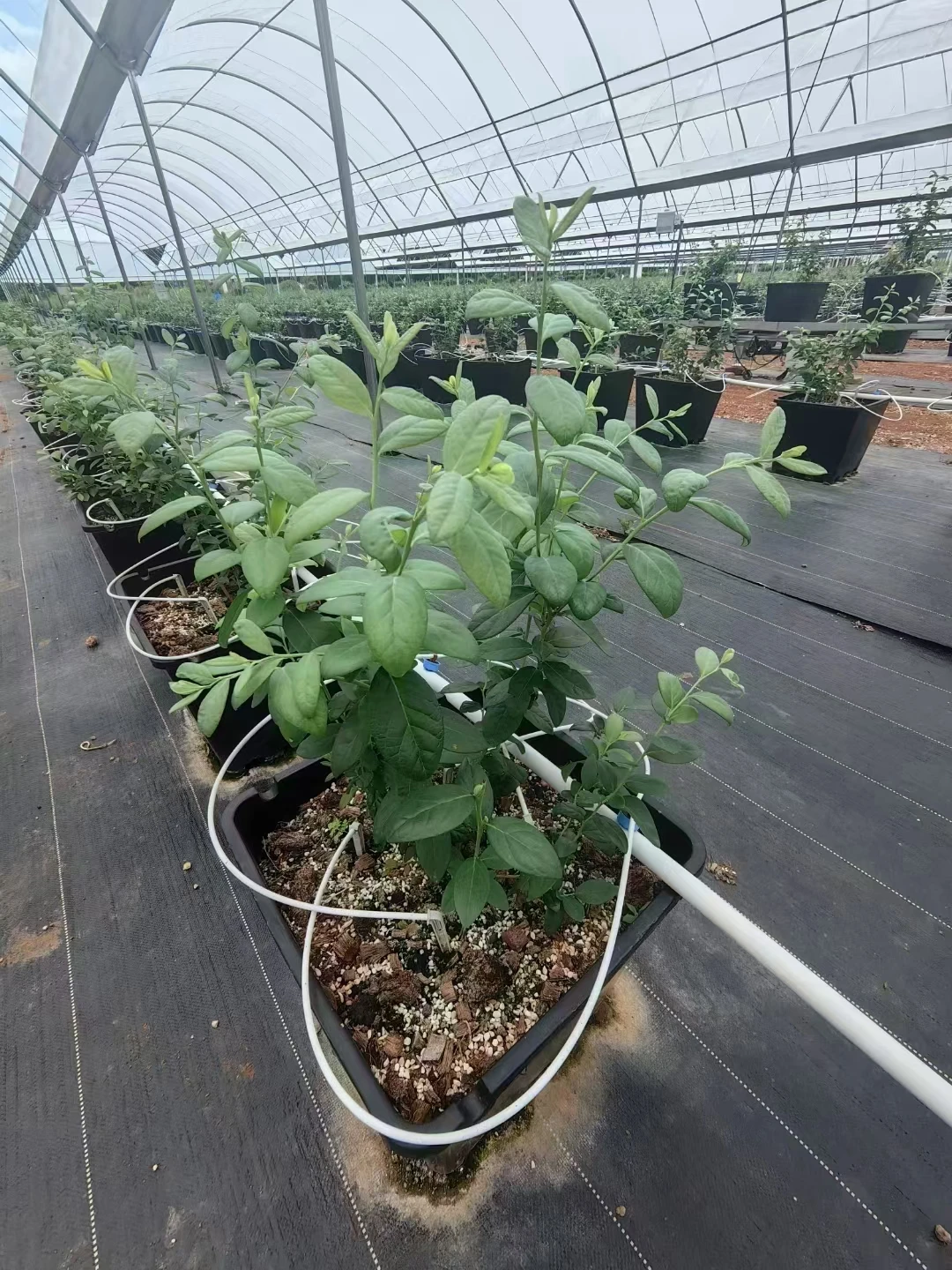 Commercial Poly Tunnel Berry Green House Agricultural Blueberry Strawberry Farming Tunnel Greenhouse for sale