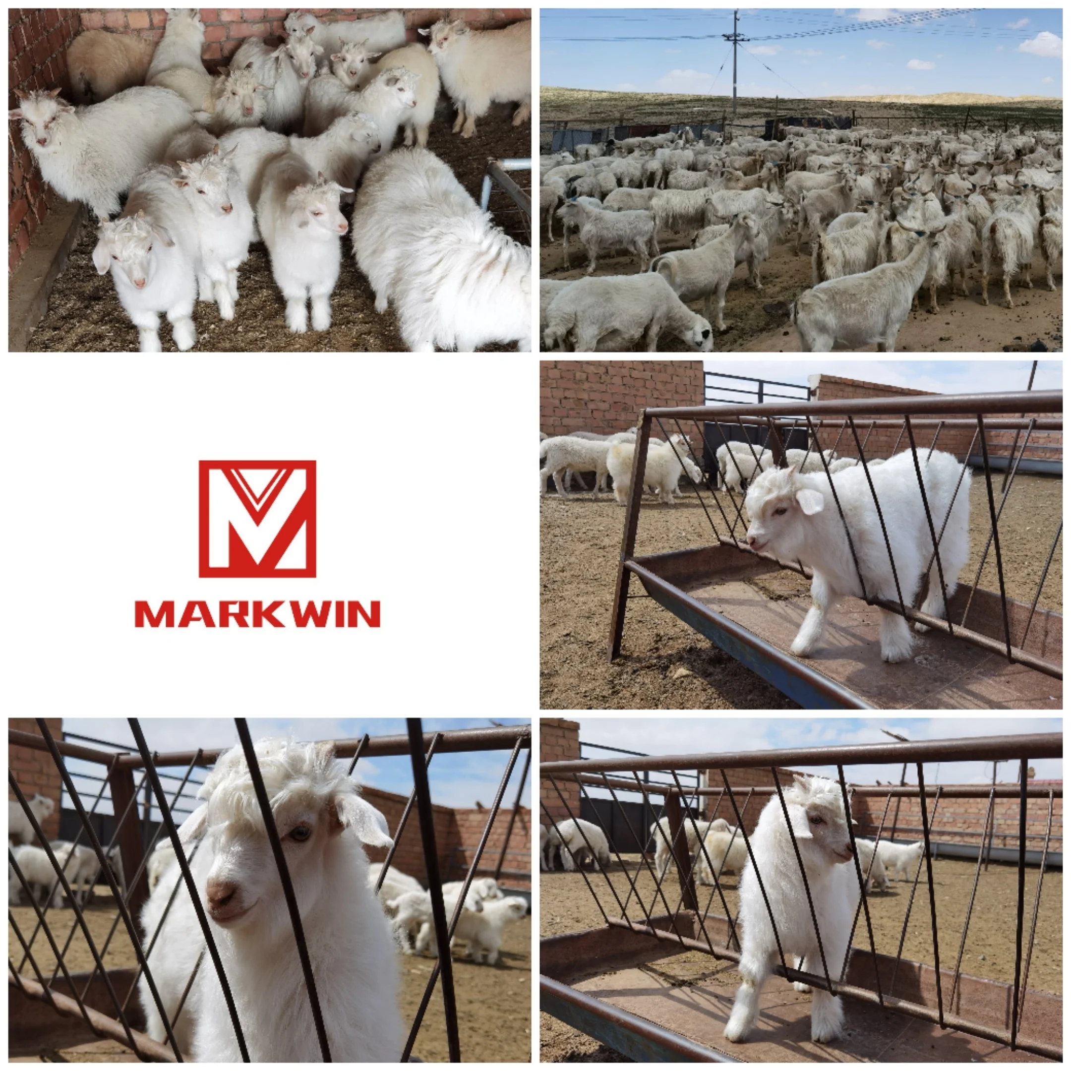 SFA manufacturer markwin 100% cashmere fiber cheap price Alxa League goat High Quality 30-34mm