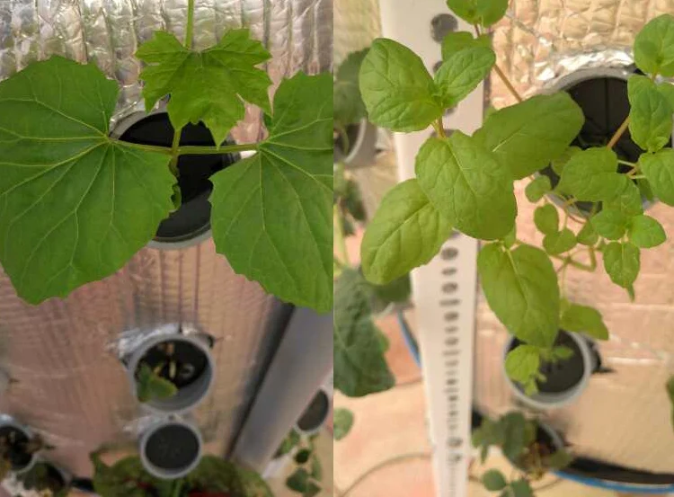 Clone collar Hydroponic Cloning systems Multi color Cloner pucks neoprene collar  container hydroponic