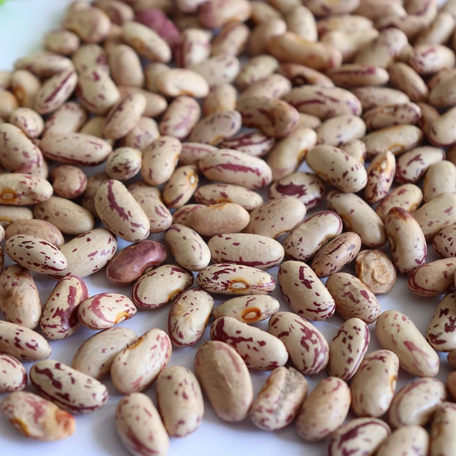 Factory OEM ODM Dry Non GMO Light Speckled Pinto Beans Red And White Kidney Beans