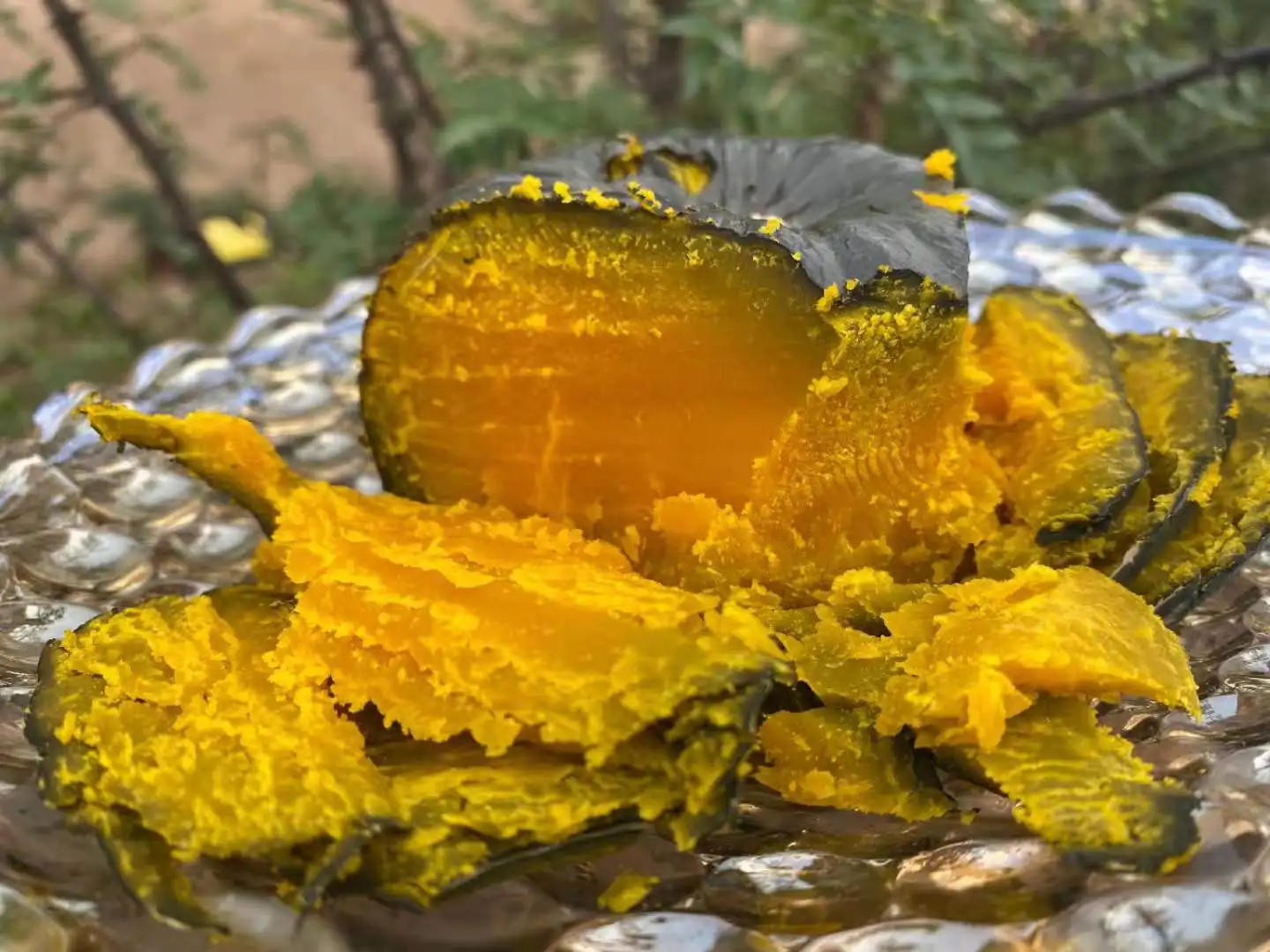 fresh pumpkin vegetables China green mini pumpkin  green organic vegetables