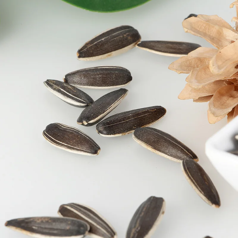 purple sunflower seeds pictures