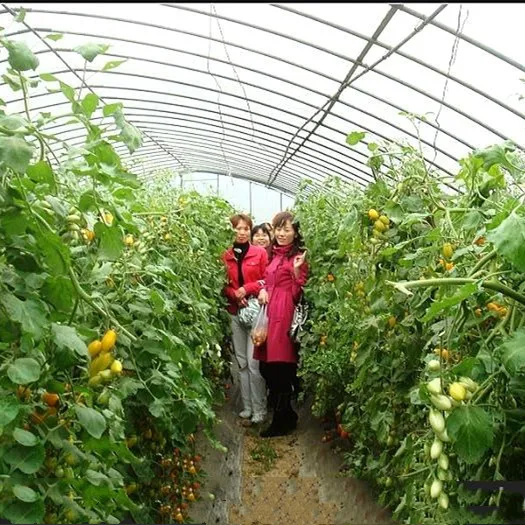 Single-Span Arch Type Tunnel Greenhouse with Fog Sprayer for Fruit or Leafy Vegetables/Seed Breeding