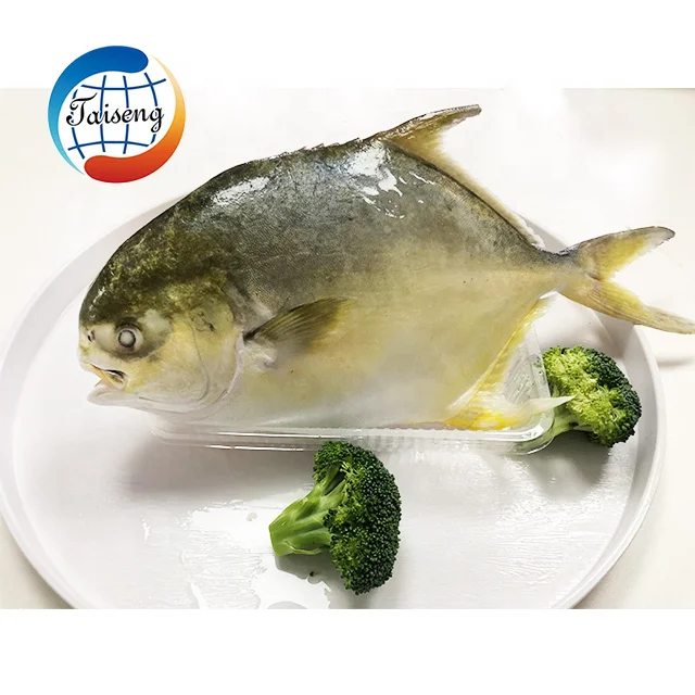 golden pomfret (1)