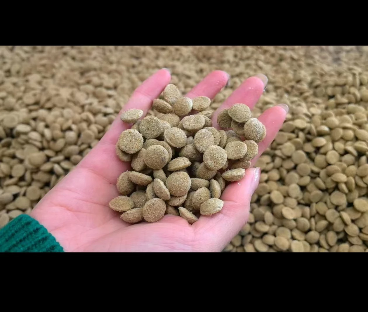 LIMA Factory Price Fish Feed Pellet Extruder Machine 200kg/H Small Scale Dry Pet Food Production Line Cat Dogs