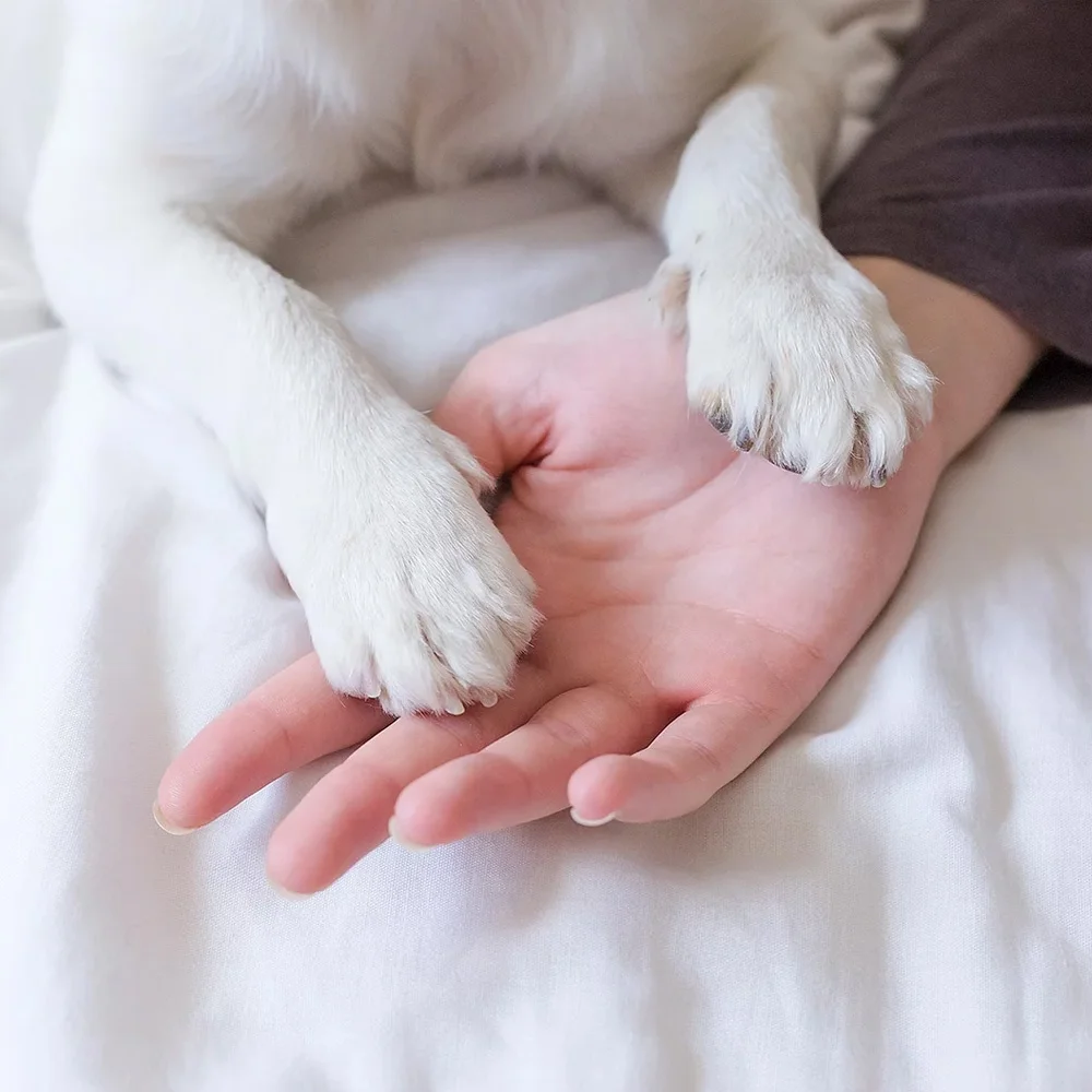 Ly Dog Grooming Kit Vacuum Pet Cleaning Bathing Other Products Dog Products Pet Nail Cutter Cat Pet Nail Clipper