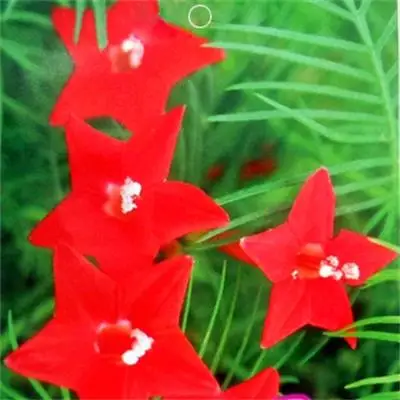 
Multipurpose useful herbal medicine division Elaeagnus pinnatifida Stapelia seed 