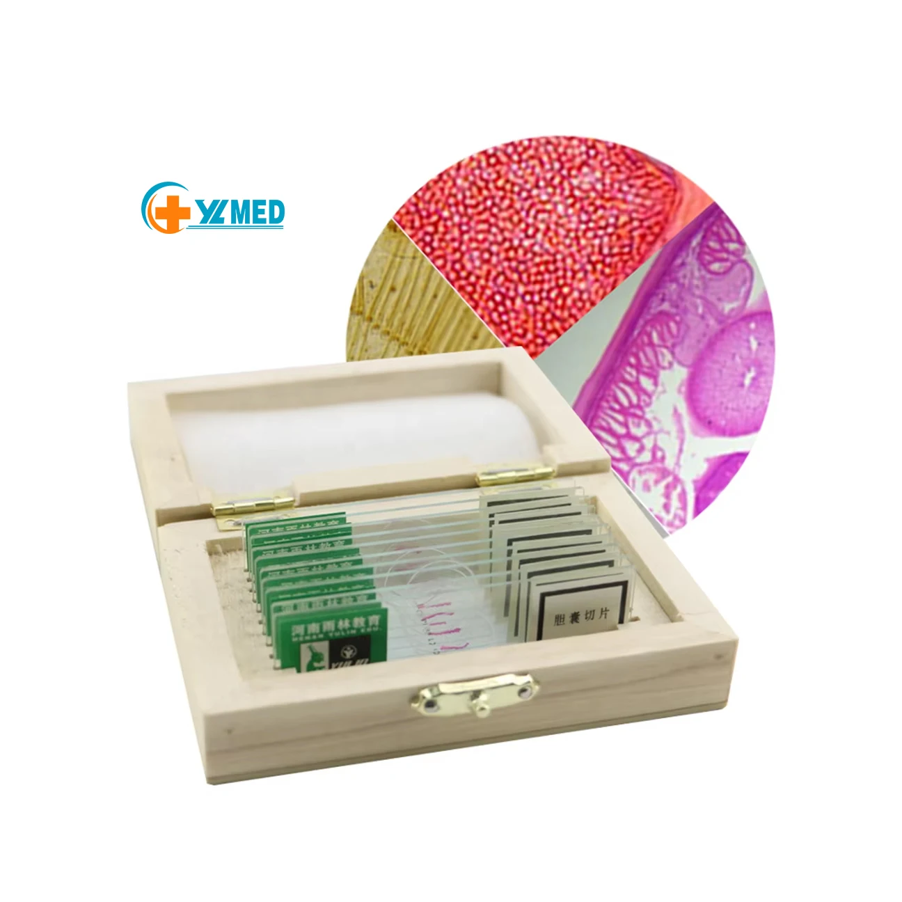 Stained and clear botany plant disease prepared slides microscope slides for medical science with best price