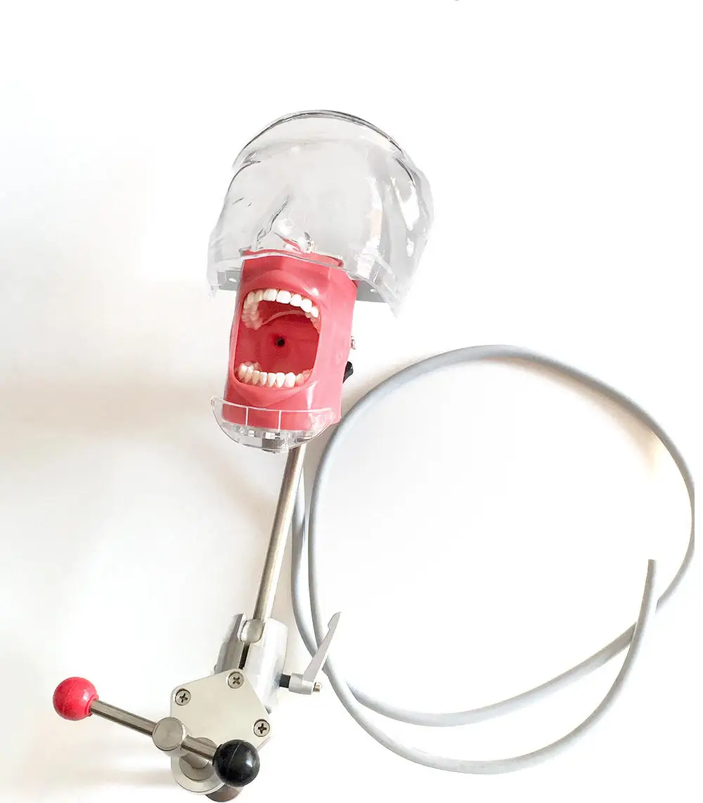 medical science dental equipment phantom head  typodont phantom head dental stimulator head