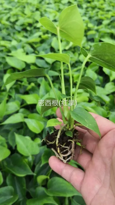 
Wholesale high quality real plants Anthurium andraeanum tissue culture tray/plug seedling of indoor bonsai Supplier 