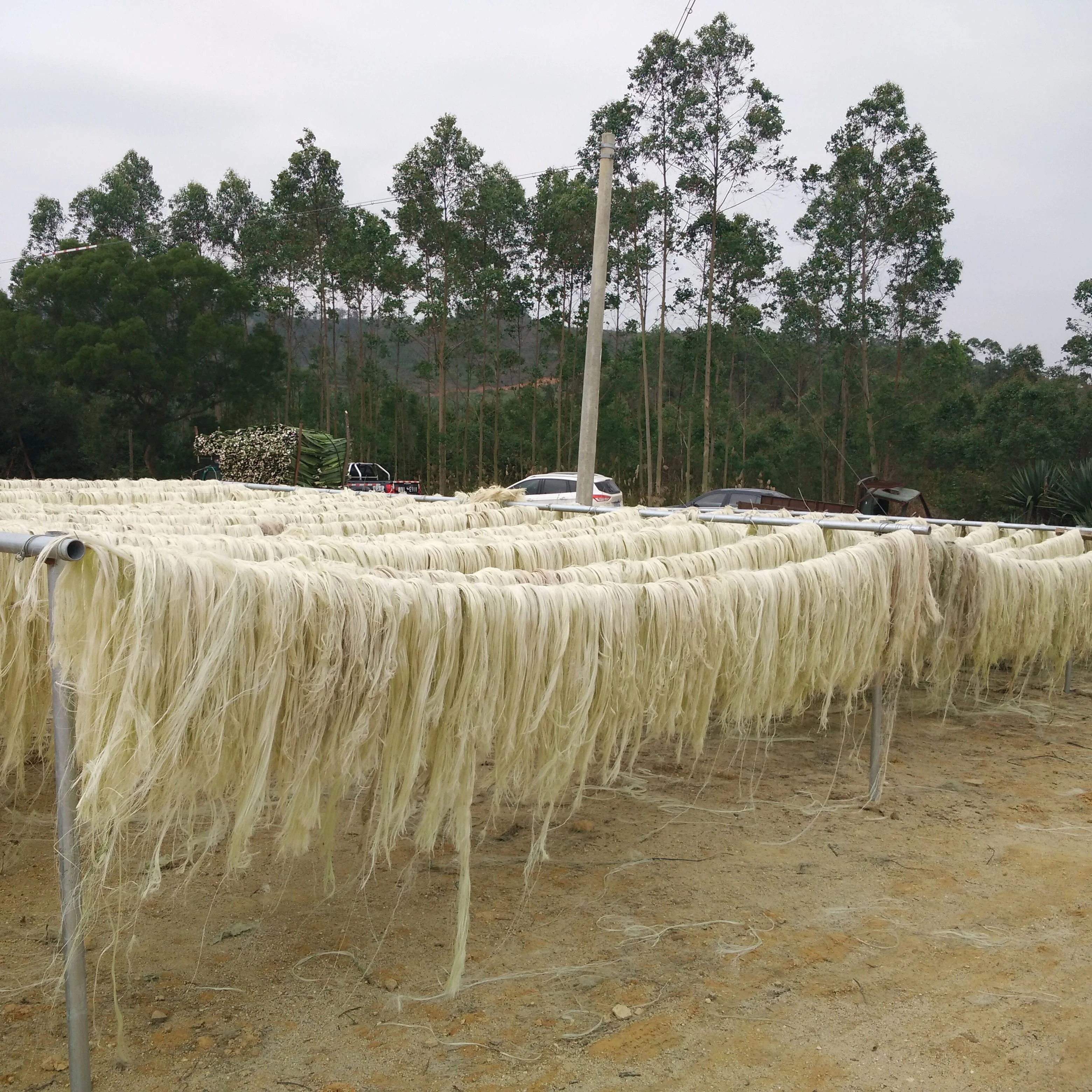 Chinese UG Grade long sisal fiber 90-120CM with cream white color