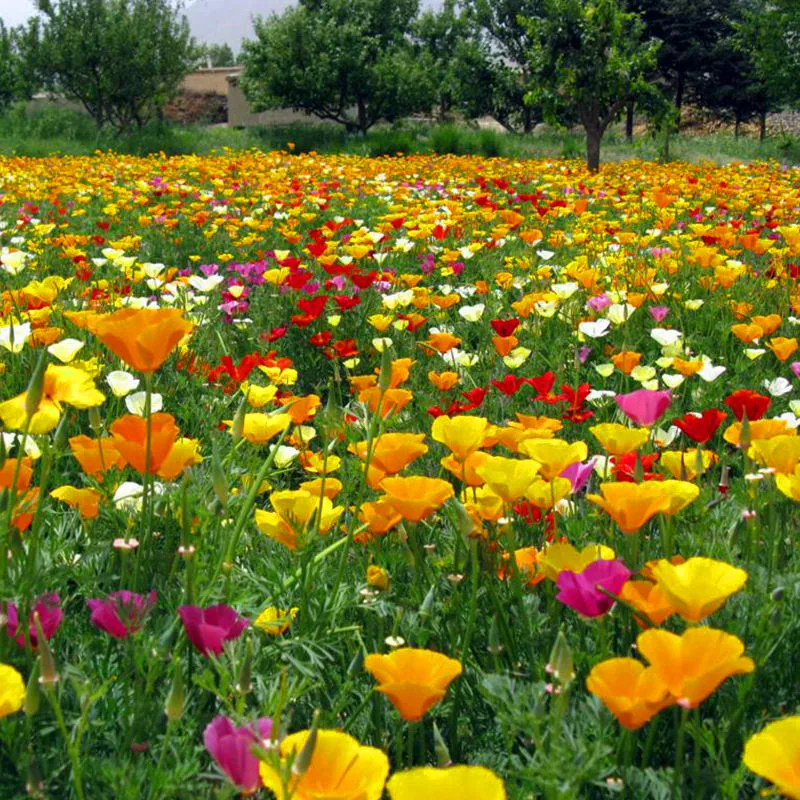 2021 чистые новые цветочные семена калифорнийского макового мака для посадки