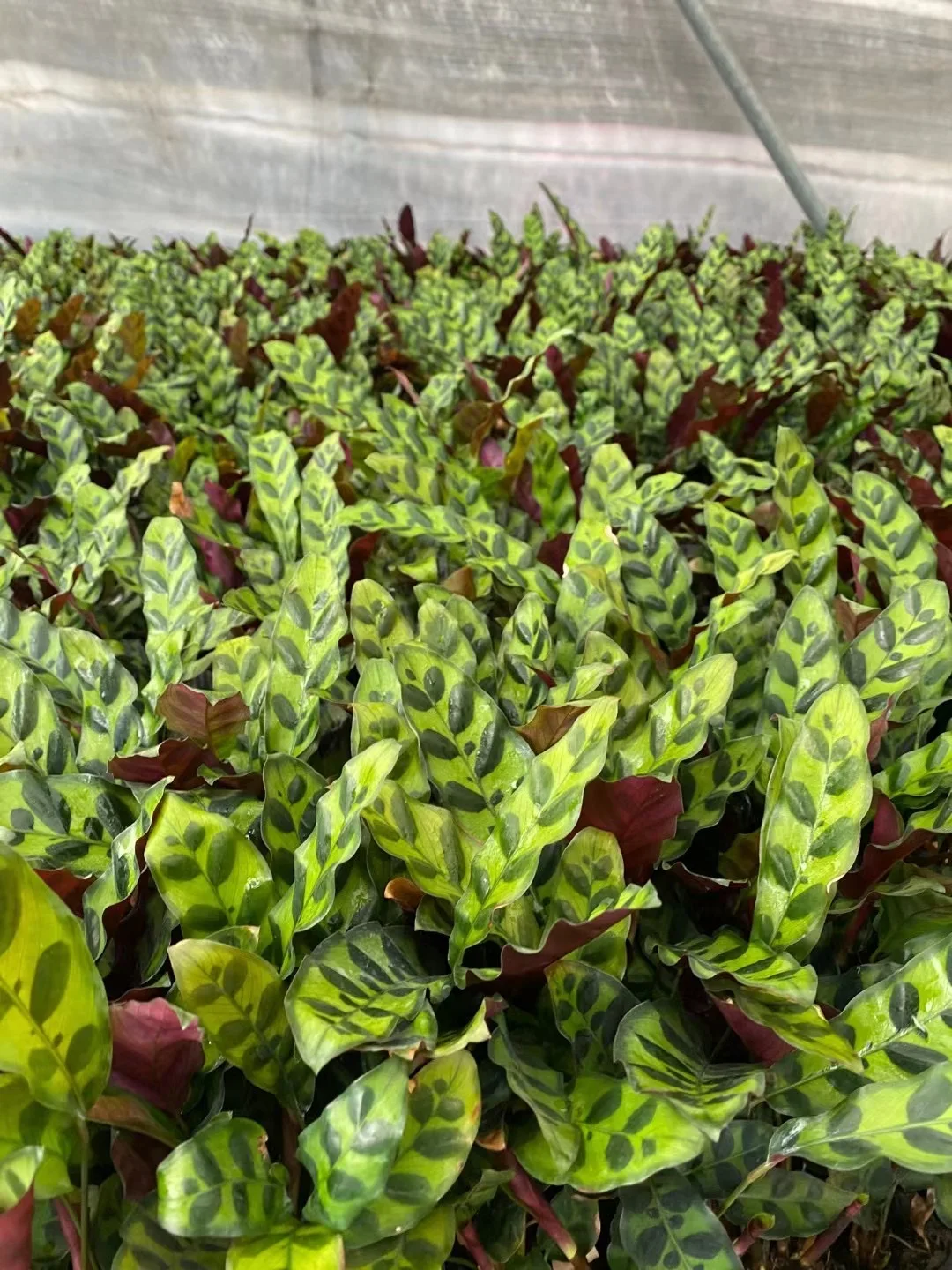 
Ornamental plant bonsai Calathea green beauty wholesale green nature plant Calathea insignis 