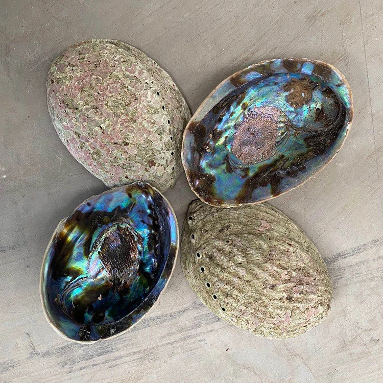 Hot Popular Factory Wholesale Price Abalone Shell