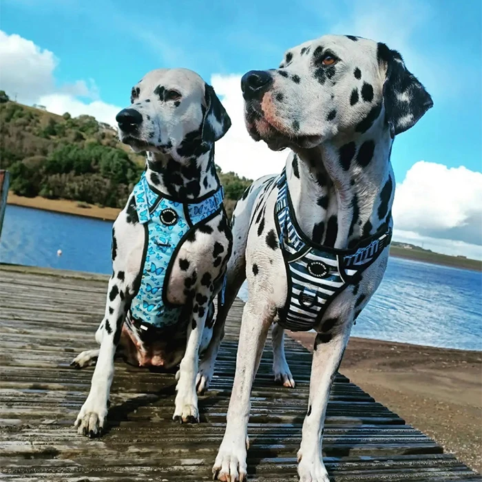 Factory supplier custom logo Reflective Adjustable tough trails Dog harness Vest Soft Padded Mesh No Pull Pet big dog harness