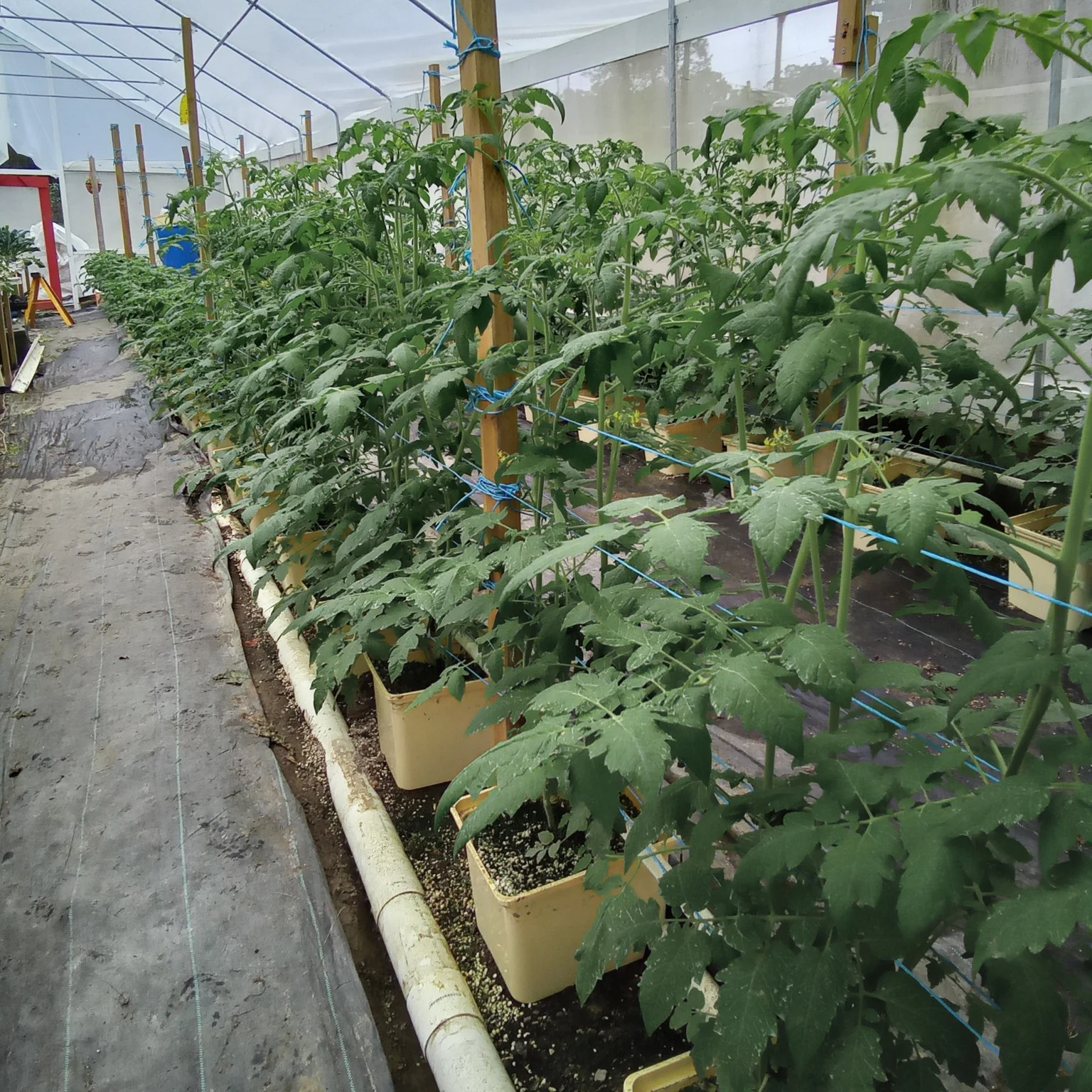 2022 High quality professional Dutch Bucket Bato Pot nft channel hydroponic growing system for tomatoes cucumber pepper farming