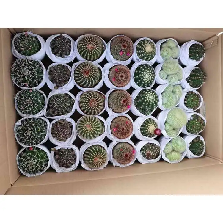 
cactus mixed with 24 different random 7-8 cm cactus plants for sale Natural plants 