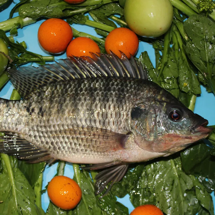 
china farming high quality live tilapia fish 