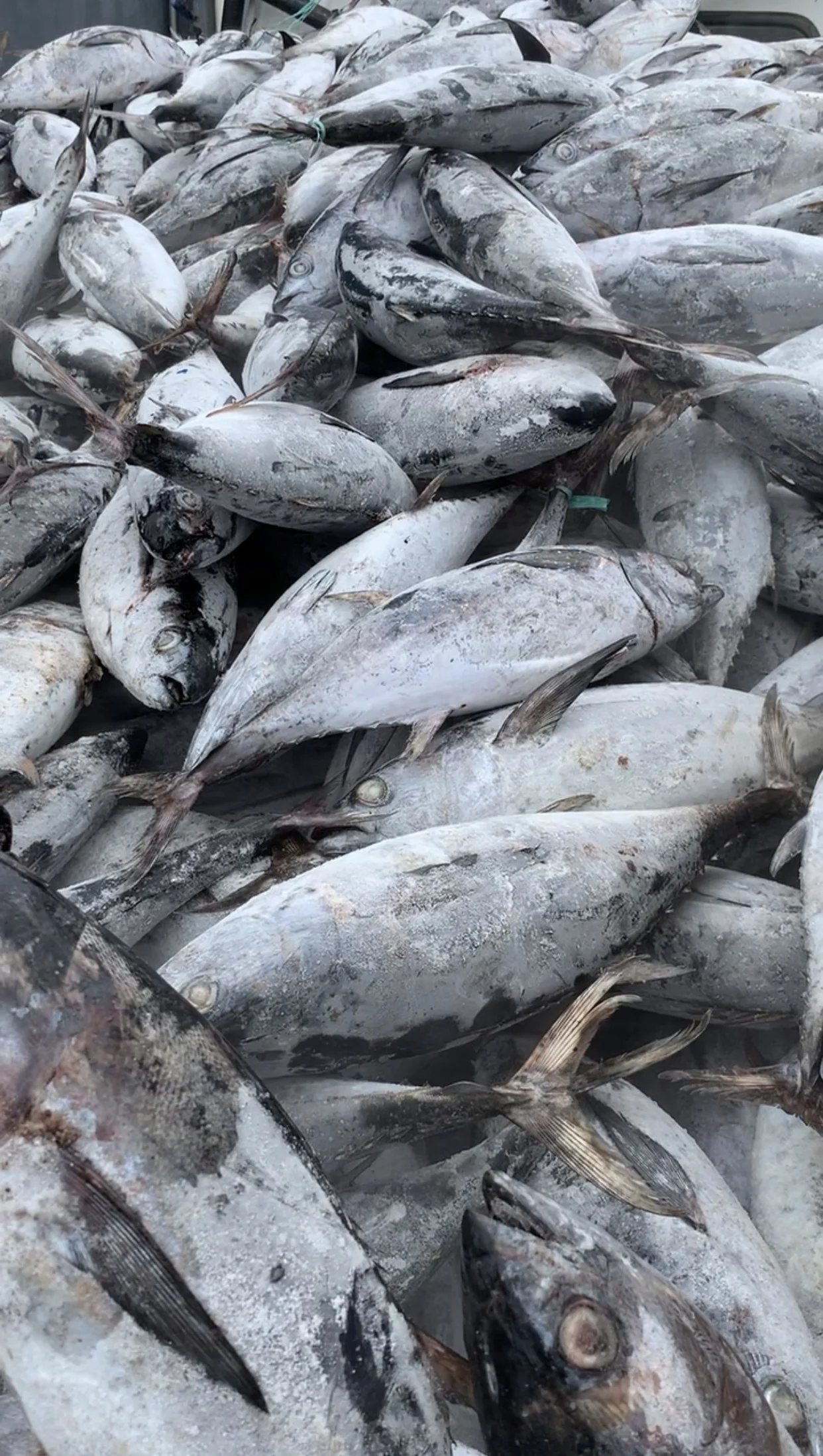 frozen Tuna king fish mackerel best quality from indonesia