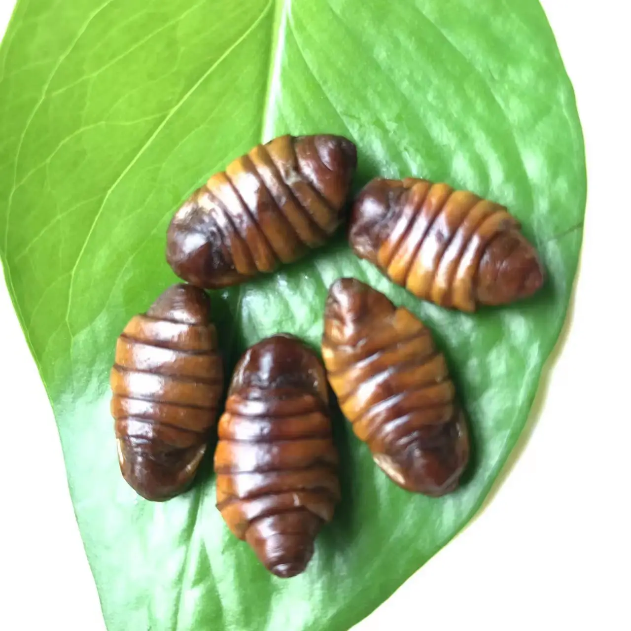 Insect Snack Worms Feed Eco Fresh Silkworm Pupae Insect Protein