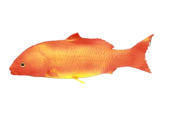 gray fish Red green fish  Simulated fish