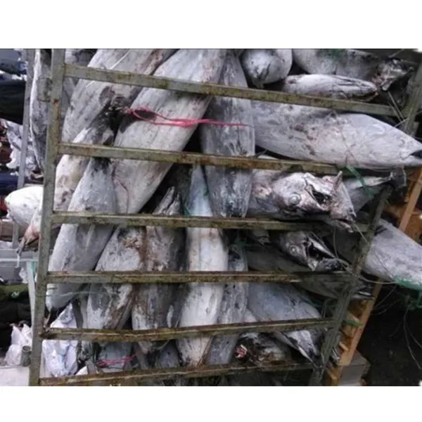 High Quality Whole  Skipjack Skip Jack Tuna Fish