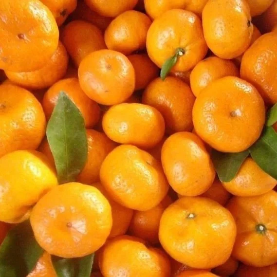 Chinese Fresh New Crop Baby madarine orange