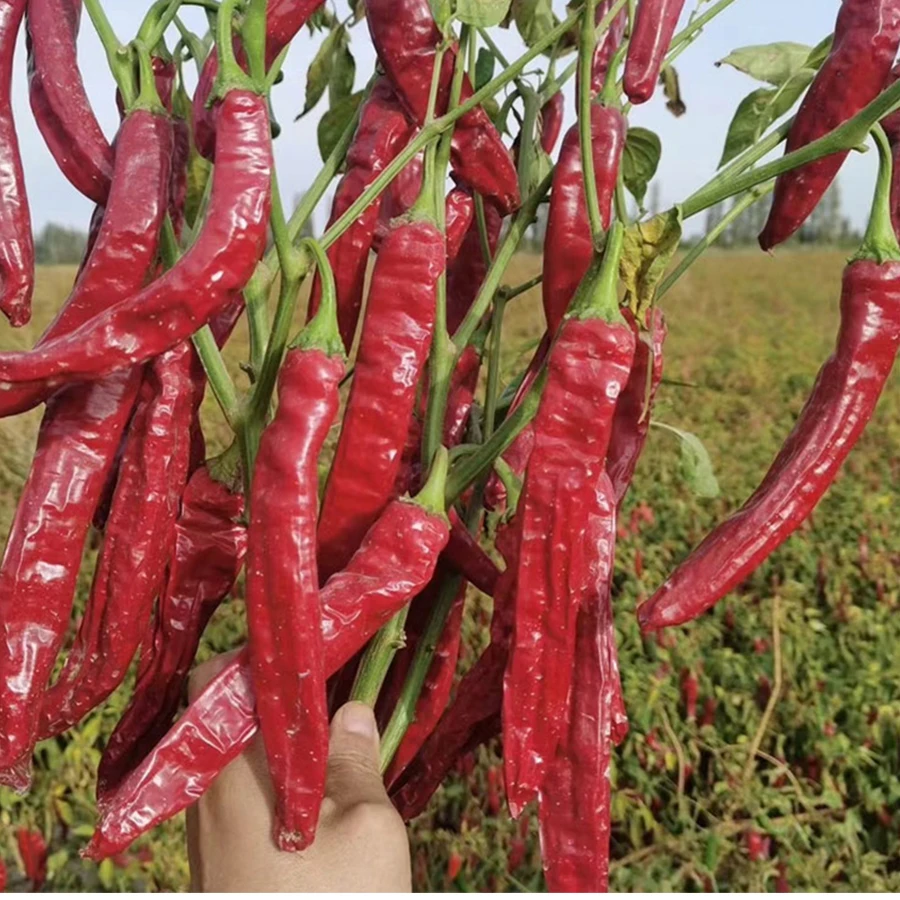 Sweet Red Pepper  Pepper Red Paprik sweet red pepper pods Sweet Paprika Powder For USA Market