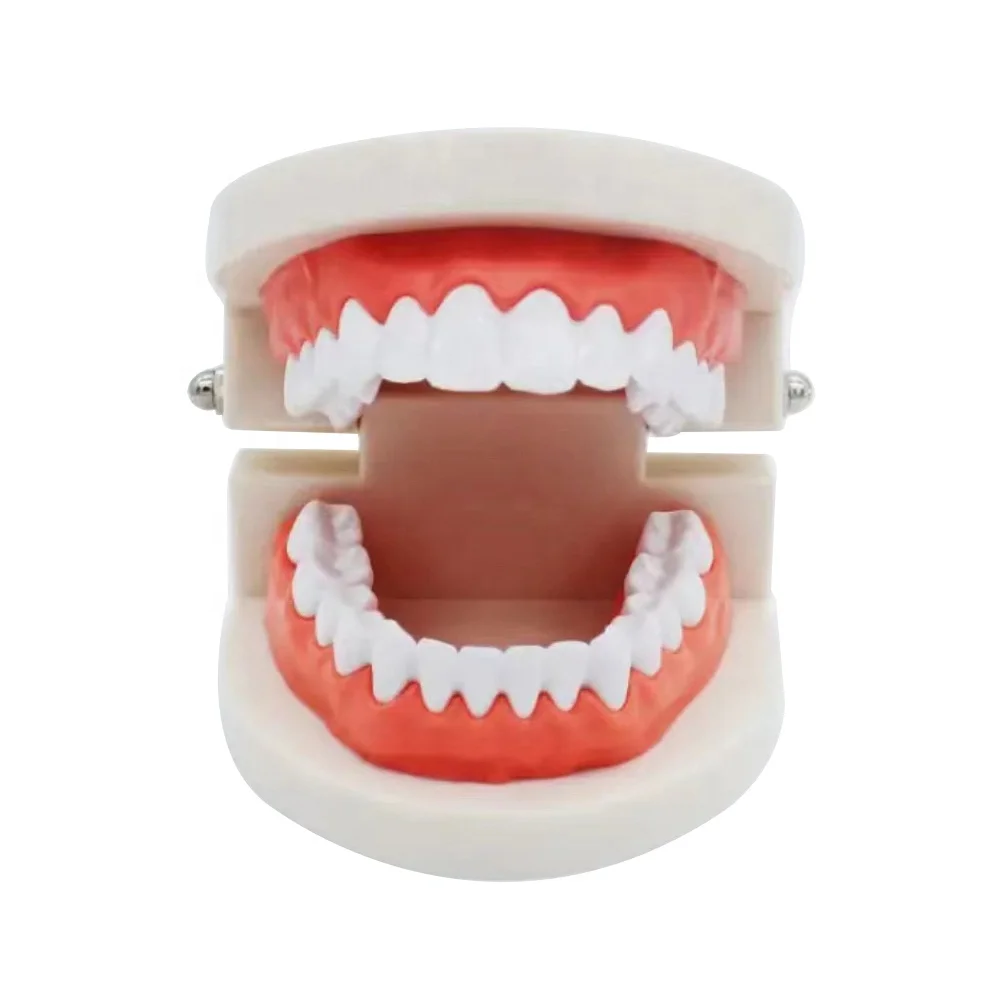 Typodont Perio Typo Periodontal Jaw Dental Periodontal Disease Model Articulator With Transparent Gum