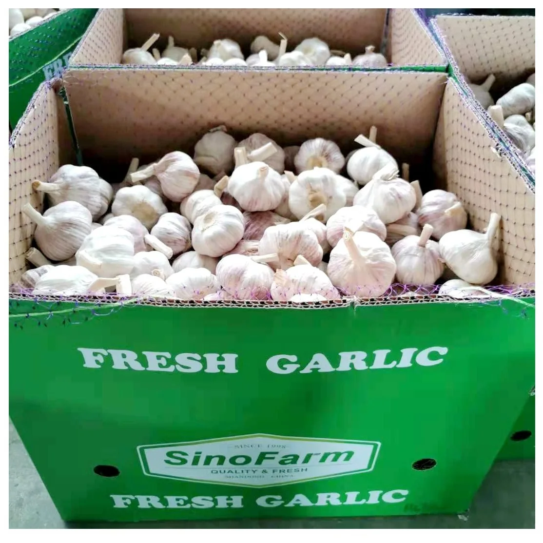 New Normal White Fresh Garlic 10kg Carton From Chinese Garlic Wholesale Supplier Export Price
