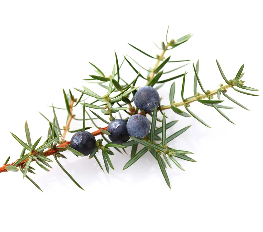 juniper berry Juniper Berries Juniper JUNIPERUS COMMUNIS LINNAEUS extract Juniperus Communis powder Limonene
