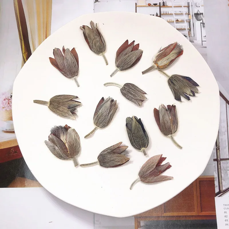 Pressed Dried Flowers Natural Real Dry Grass Flower Nail Decoration For DIY Craft Resin Art Pasque Bud similar to tulip