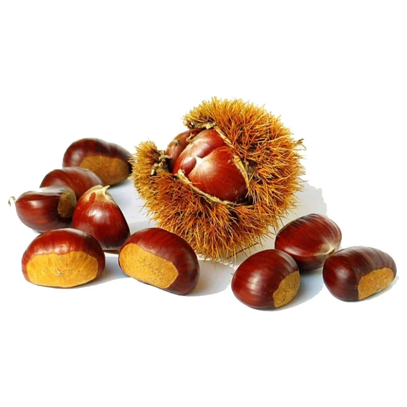 2022 New Crop Organic Yanshan Harvesting Fresh Chestnuts