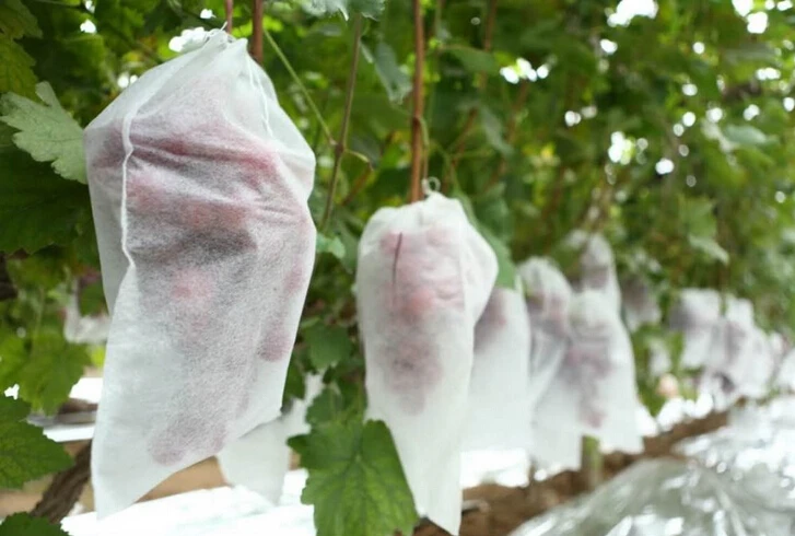 Factory Supply Anti-UV PP Spunbond Nonwoven Fruit Protection Bags For Banana Cover