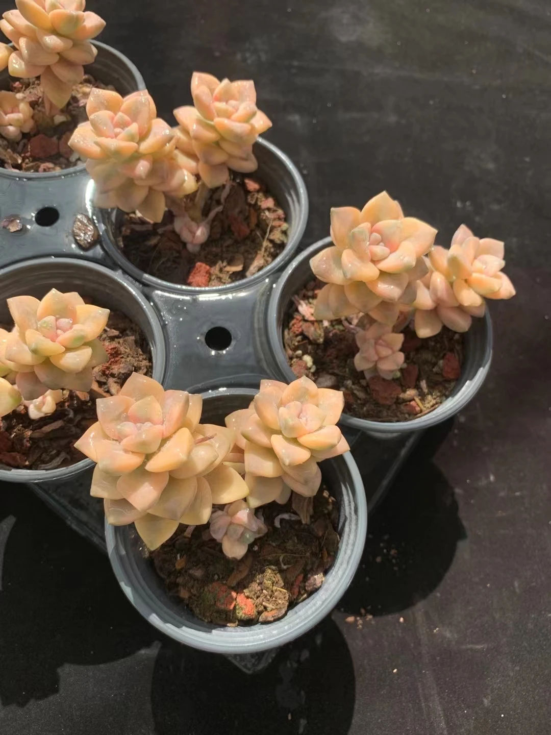 
wy47 Echeveria Titubans Variegated Cluster Natural Succulents Woody Plants indoor plant ornamental plants Flower 